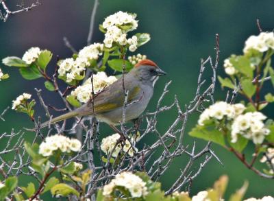 green-tailed towhee