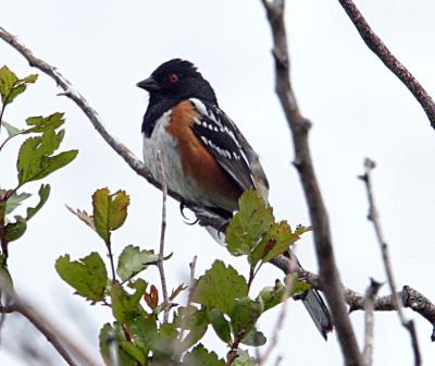 spotted towhee perched