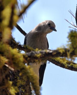 Clark's nutcracker-2