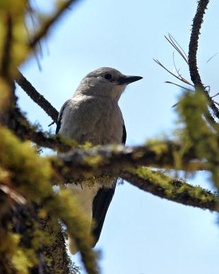 Clark's nutcracker