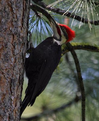 pileated male backlit