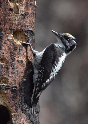 three-toed woodpecker male-1