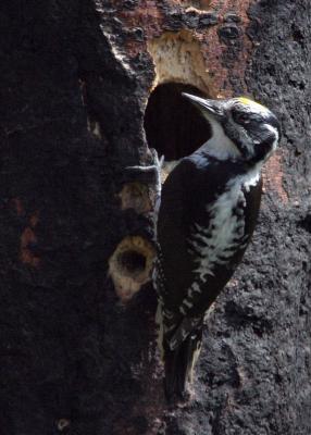 three-toed woodpecker male-3