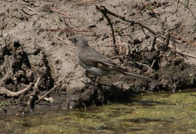 townsend's solitaire drinking