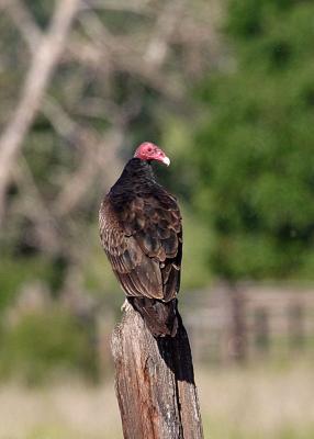 turkey vulture perched