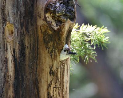 white-headed woodpecker in nest