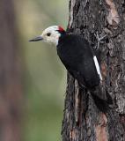 white-headed woodpecker Male Wenas CG-1