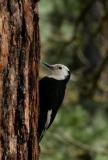 white-headed woodpecker female