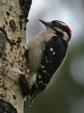 downy woodpecker Middle Fork Ahtanum-1