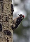 downy woodpecker Middle Fork Ahtanum