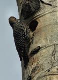 williamsons sapsucker female