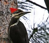 pileated woodpecker female-2