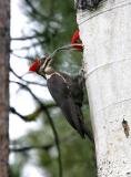 pileated woodpeckers shift change