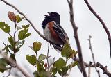 spotted towhee singing