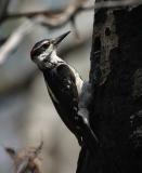 hairy woodpecker male at nest