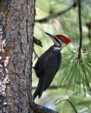 pileated male perched