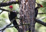 pileated pair-1