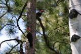 pileated pair-2