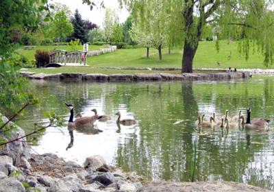 duck pond