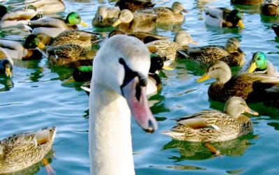 one swan lots of ducks