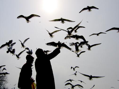 birds