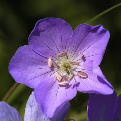 Geranium 2