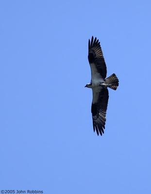 Osprey at Altitude