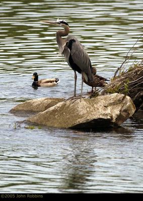 GBH and Ducks