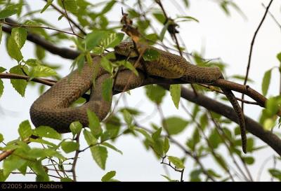 Brown Water Snake