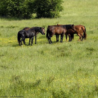 Horses