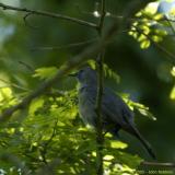 Catbird