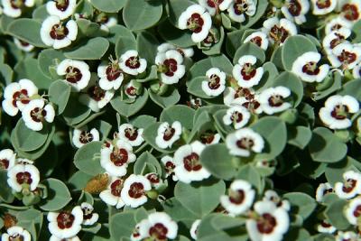 Rattlesnake Weed, White-Margin Sand Mat, Golondrina