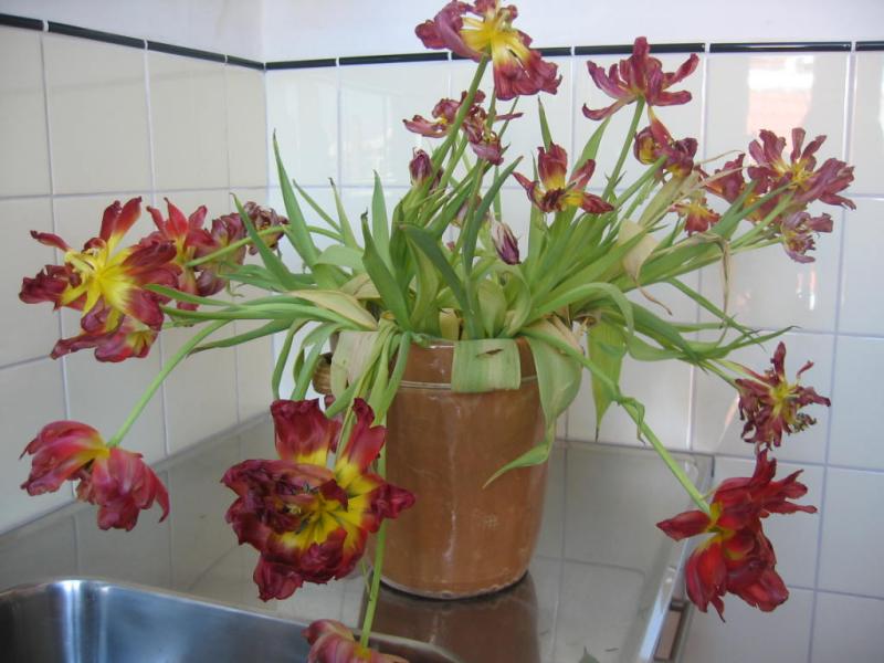 bloemen dag tien