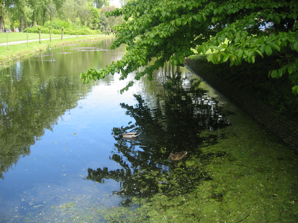 woordenschat: eend