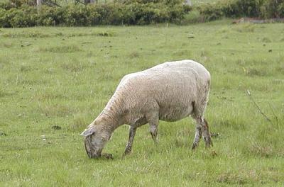 Sheep196.jpg