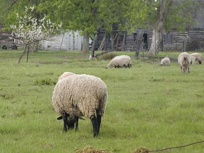 Sheep198.jpg