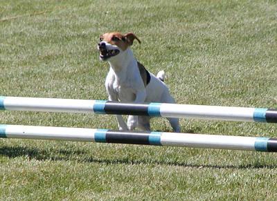 JackieJackRussell.jpg