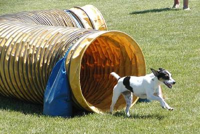 SpurJackRussell.jpg