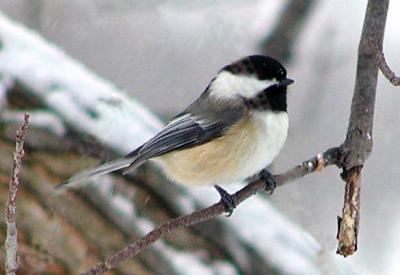 Chickadees