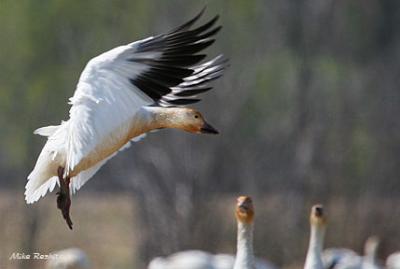 Greeters In Action - Greater Snow Geese