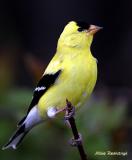 Other Visitors To Cap Tourmente - American GoldFinch