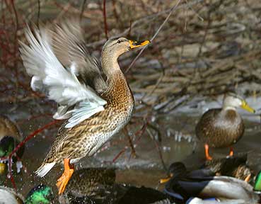 Leaving The Pack - Ducks