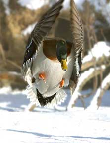 Winter Landing - Duck