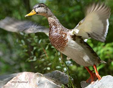 OIympic Dive - Duck