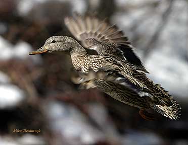 Blending In Despite the Snow - Duck