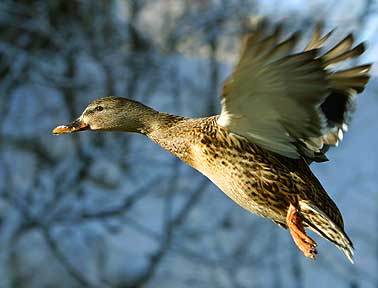 Cool Departure - Duck