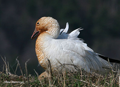 Defying The Wind - Greater Snow Goose