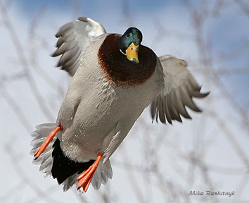 Darth Mallard - Come Over To The Duck Side!