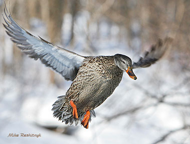 A Winter Visitor