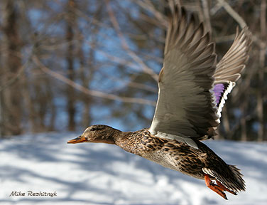 A Duck For All Seasons